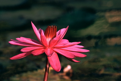 Seerose, Nymphaea - Foto, Druck, Poster, Leinwand