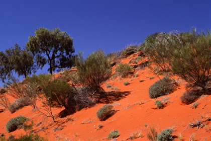 Outback - Foto, Druck, Poster, Leinwand