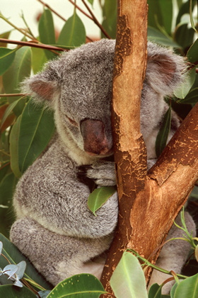 Koala - Foto, Druck, Poster, Leinwand