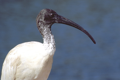 Molukkenibis - Foto, Druck, Poster, Leinwand