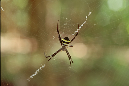 Spinne - Foto, Druck, Poster, Leinwand