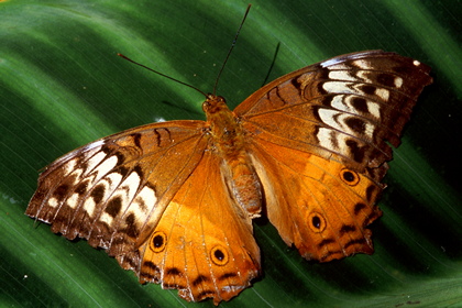 Schmetterling - Foto, Druck, Poster, Leinwand