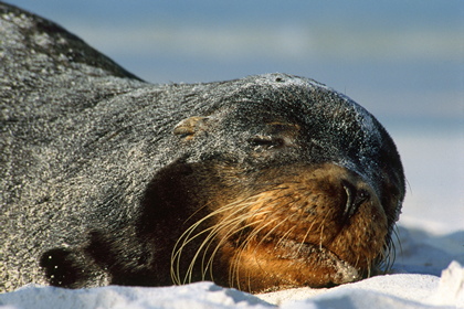 Seelöwe - Foto, Druck, Poster, Leinwand