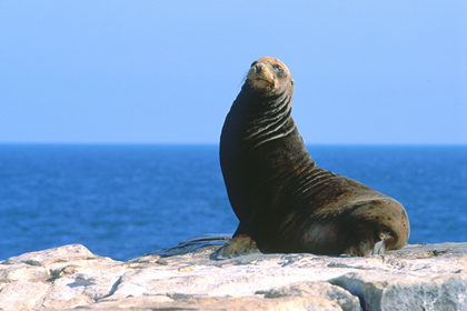 Seelöwe - Foto, Druck, Poster, Leinwand