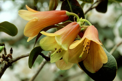 Rhododendron concatenans - Foto, Druck, Poster, Leinwand