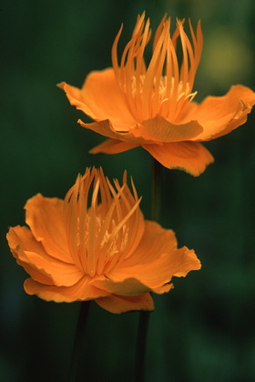 Trollblume, Trollius chinensis - Foto, Druck, Poster, Leinwand