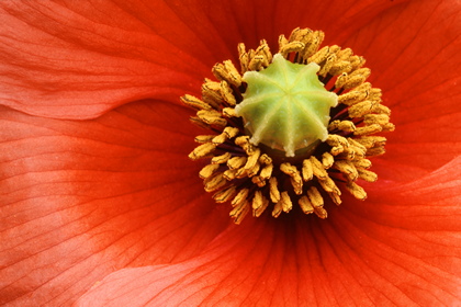 Klatschmohn, Papaver rhoeas - Foto, Druck, Poster, Leinwand