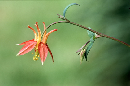 Akelei, Aquilegia formosa - Foto, Druck, Poster, Leinwand