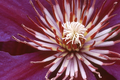 Clematis - Foto, Druck, Poster, Leinwand