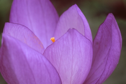 Crocus sativus - Foto, Druck, Poster, Leinwand