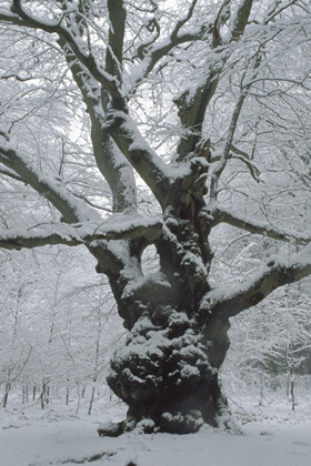 Buche im Schnee - Foto, Druck, Poster, Leinwand