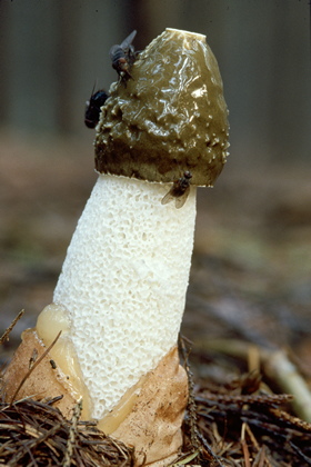 Pilz - Foto, Druck, Poster, Leinwand