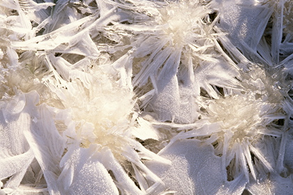 Eiskristalle - Foto, Druck, Poster, Leinwand