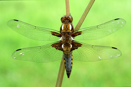 Libelle - Foto, Druck, Poster, Leinwand