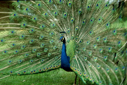 Pfau - Foto, Druck, Poster, Leinwand