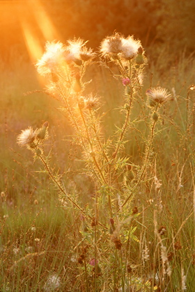 Distel, Cirsium - Foto, Druck, Poster, Leinwand