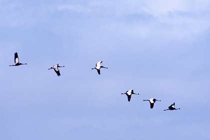 Kranichflug - Foto, Druck, Poster, Leinwand