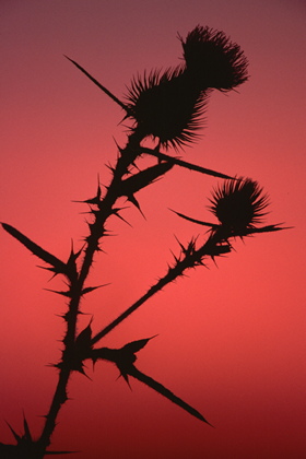 Distel im Abendrot - Foto, Druck, Poster, Leinwand