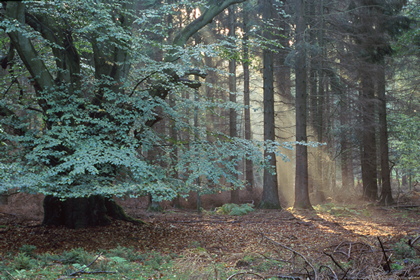 Wald - Foto, Druck, Poster, Leinwand