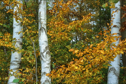 Birkenwald - Foto, Druck, Poster, Leinwand