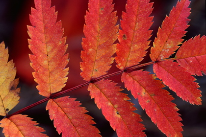 Herbstblatt - Foto, Druck, Poster, Leinwand