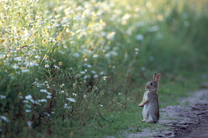 Kaninchen - Foto, Druck, Poster, Leinwand