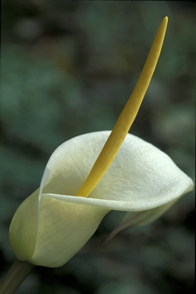 Aronstab, Arum creticum - Foto, Druck, Poster, Leinwand