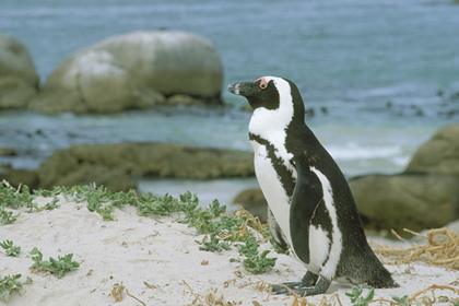 Brillenpinguin - Foto, Druck, Poster, Leinwand