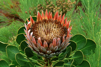 Protea - Foto, Druck, Poster, Leinwand