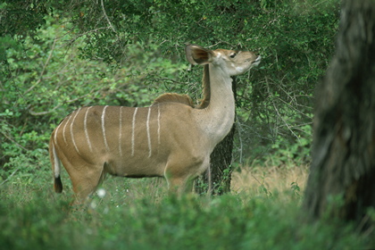 Kudu - Foto, Druck, Poster, Leinwand