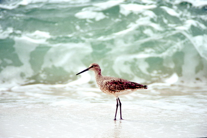 Schnepfe, Willet - Foto, Druck, Poster, Leinwand