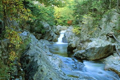 Waldbach - Foto, Druck, Poster, Leinwand