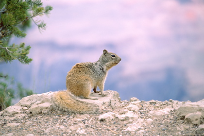 Hörnchen - Foto, Druck, Poster, Leinwand