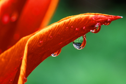 Tulpe, Tulpia - Foto, Druck, Poster, Leinwand