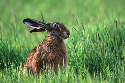 Hase - Foto, Druck, Poster, Leinwand