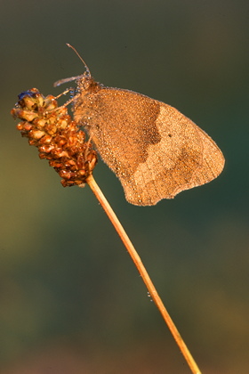 Schmetterling - Foto, Druck, Poster, Leinwand