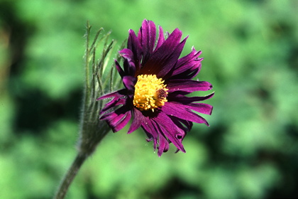 Pulsatilla papageno - Foto, Druck, Poster, Leinwand