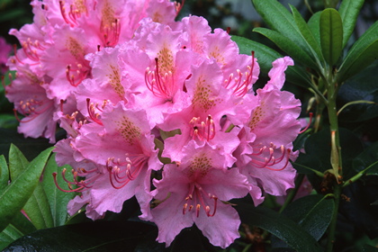 Rhododendron - Foto, Druck, Poster, Leinwand