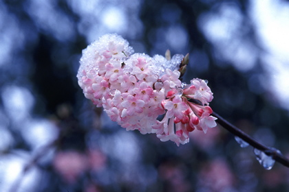 Schneeball, Viburnum bodnantense - Foto, Druck, Poster, Leinwand