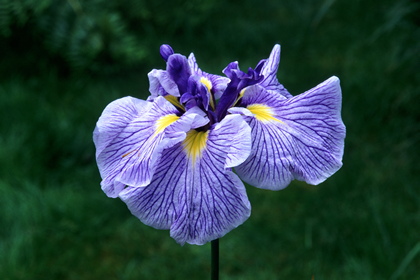 Schwertlilie, Iris ensata - Foto, Druck, Poster, Leinwand