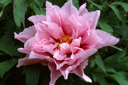 Strauchpfingstrose, Paeonia - Foto, Druck, Poster, Leinwand