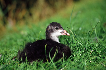 Junges Bläßhuhn - Foto, Druck, Poster, Leinwand