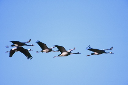 Kranichflug - Foto, Druck, Poster, Leinwand