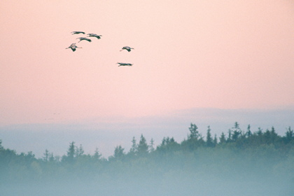 Kranichflug - Foto, Druck, Poster, Leinwand