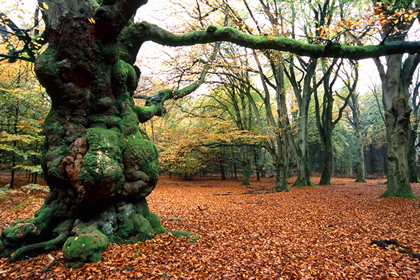 Herbstwald - Foto, Druck, Poster, Leinwand