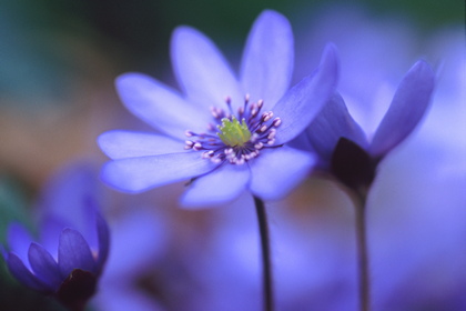 Leberblümchen, Hepatica transsylvanica - Foto, Druck, Poster, Leinwand