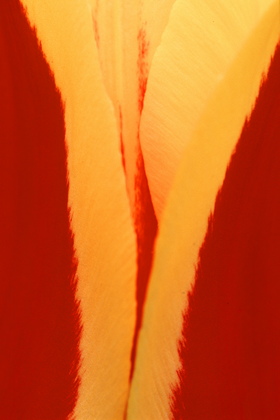 Tulpe, Tulpia - Foto, Druck, Poster, Leinwand