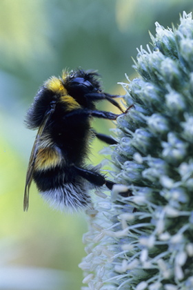 Hummel - Foto, Druck, Poster, Leinwand