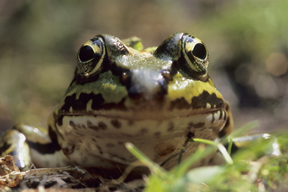 Teichfrosch - Foto, Druck, Poster, Leinwand