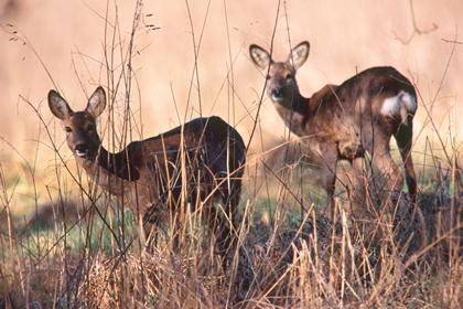 Rehe - Foto, Druck, Poster, Leinwand